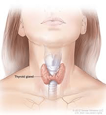 Hypothyroid-Treatments-For-Women-1-1